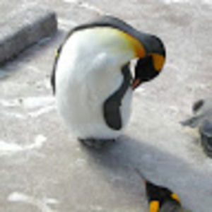 Meet your Posher, Alanna-kristine